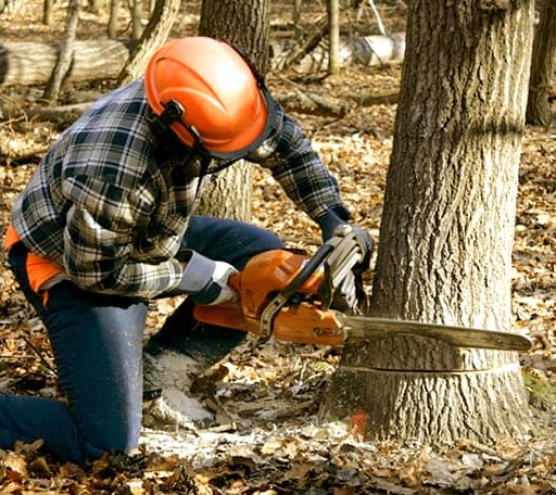 Tree Removal in Brinkhaven, OH